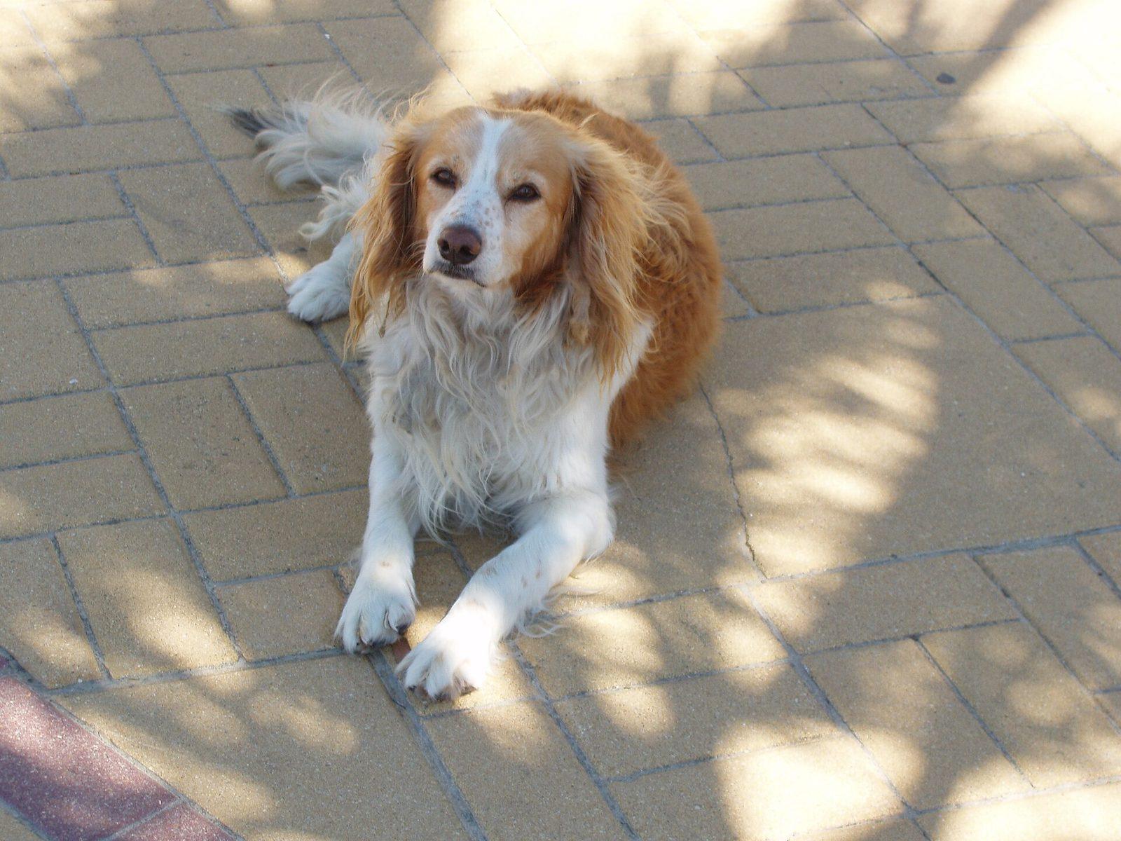 Boende med hund