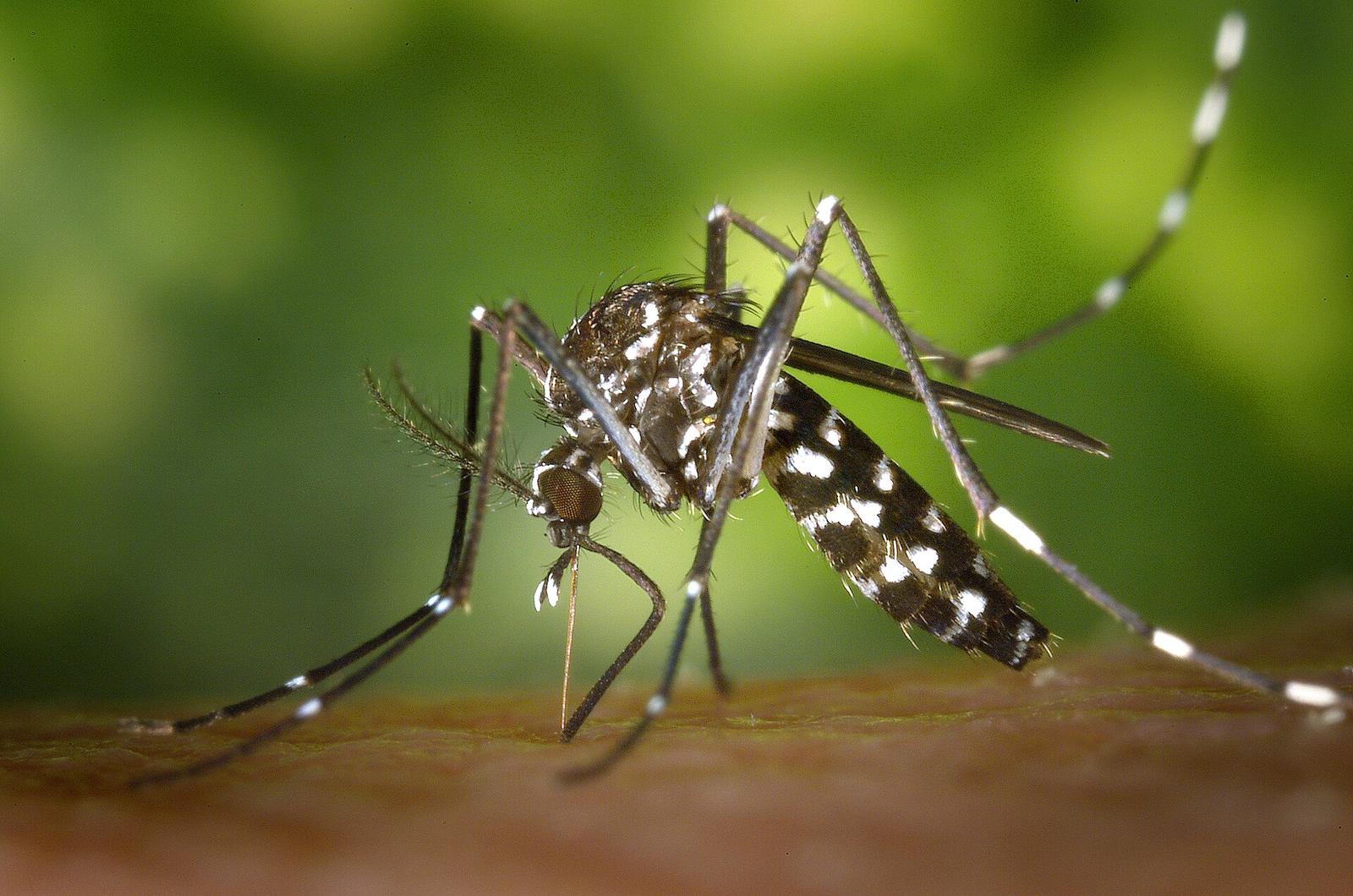 Mygg, myror och andra insekter